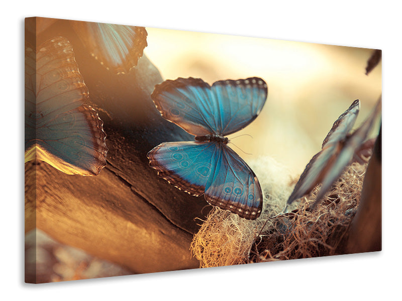 Canvas print Butterflies