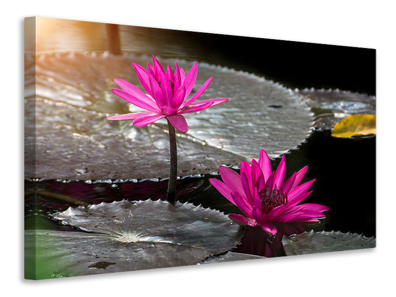 Canvas print Water Lily In The Morning Dew