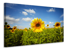 Load image into Gallery viewer, Canvas print Summer Sunflowers
