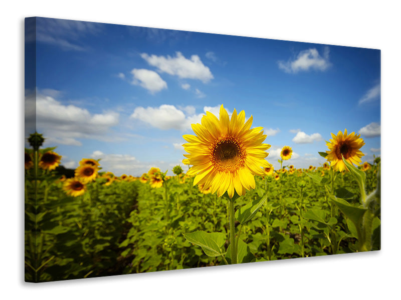 Canvas print Summer Sunflowers