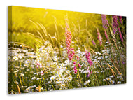 Canvas print Summer Flower Meadow