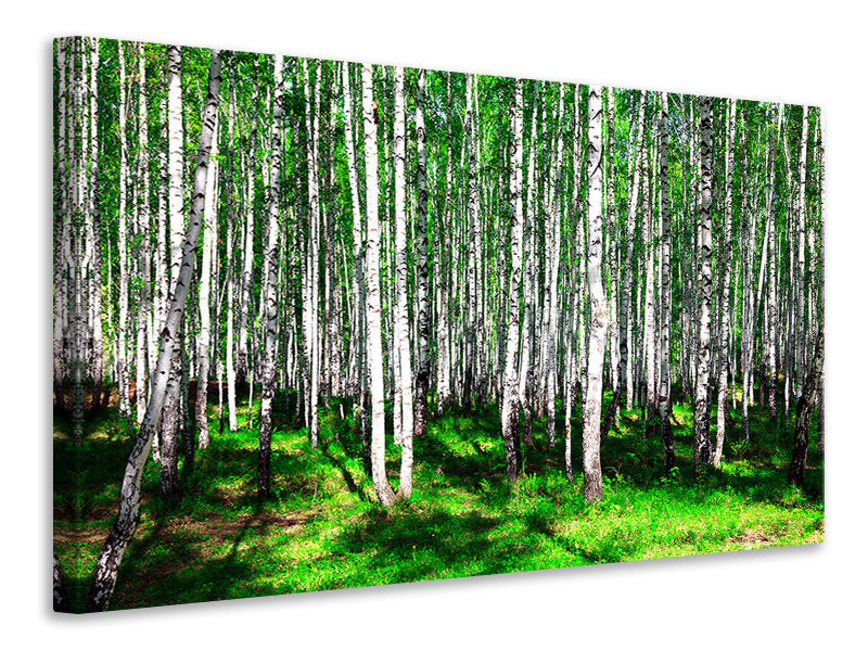 Canvas print Summerly Birch Forest