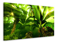 Canvas print Sunrise In The Rainforest