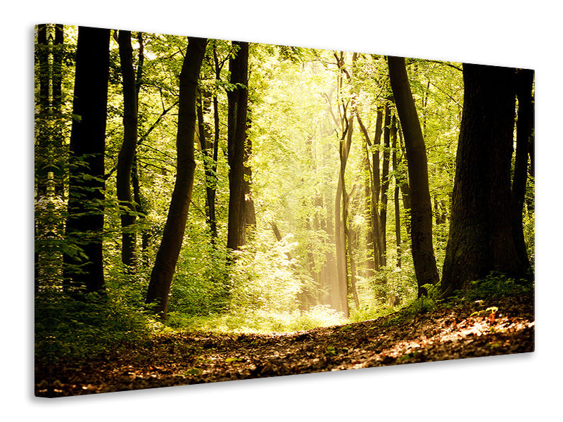 Canvas print Sunrise In The Forest