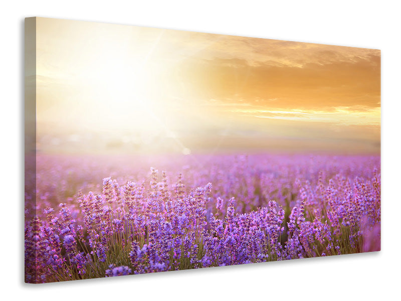Canvas print Sunset In Lavender Field