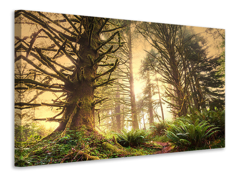 Canvas print Sunset In Jungle