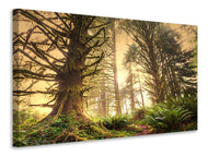 Canvas print Sunset In Jungle