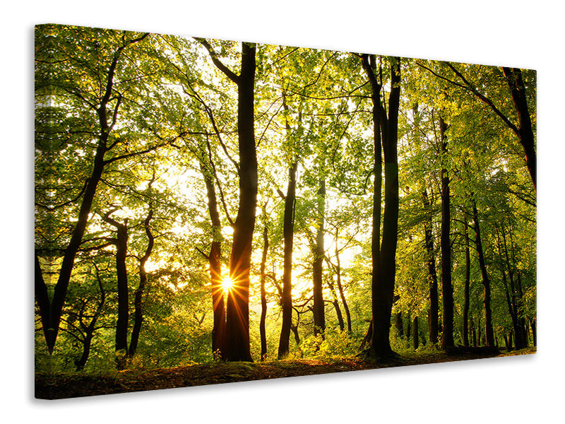 Canvas print Sunset Between Trees