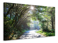 Canvas print Sunny Forest Path