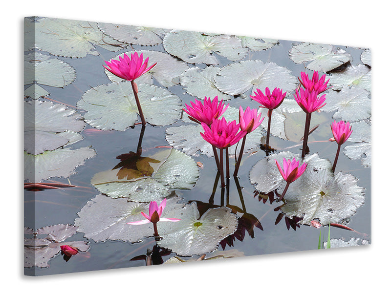 Canvas print Jump In The Lily Pond
