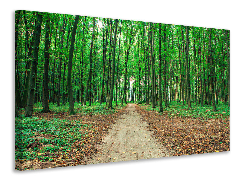 Canvas print Pine Forests