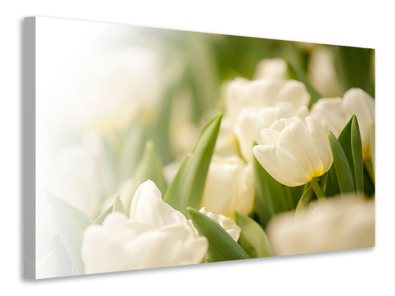 Canvas print Tulips Perspective