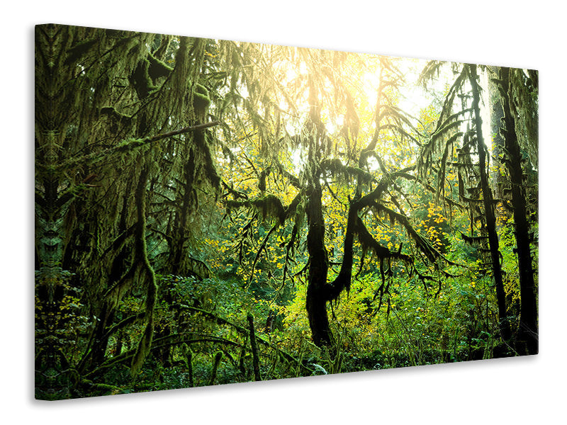 Canvas print Dreamy Forest