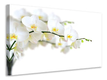 Load image into Gallery viewer, Canvas print White Orchids
