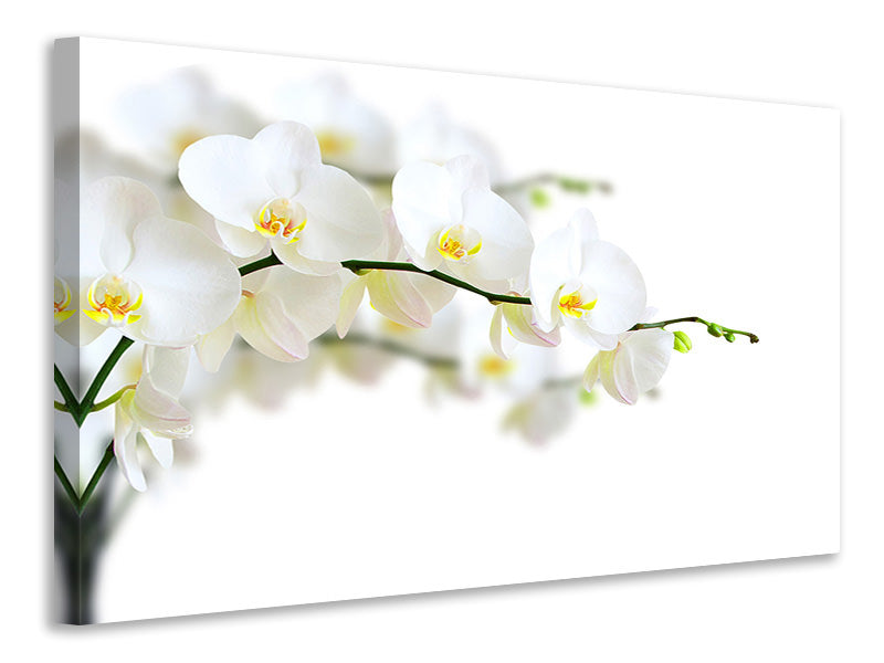 Canvas print White Orchids