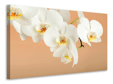Load image into Gallery viewer, Canvas print White Orchid Flowers
