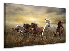 Load image into Gallery viewer, Canvas print Wild Wild Horses
