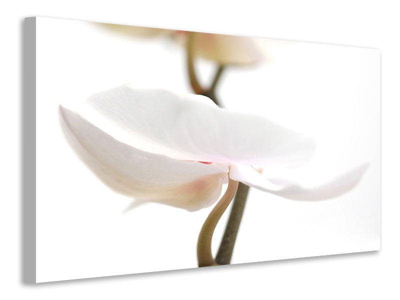 Canvas print XXL Orchid Flower