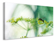 Canvas print XXL Parsnip