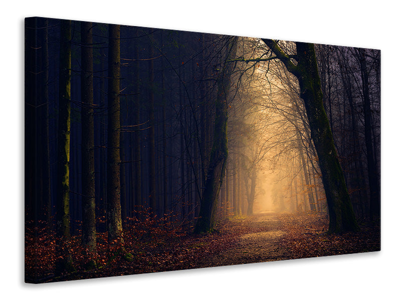 Canvas print Evening mood in the forest