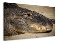 Canvas print Attention alligator!