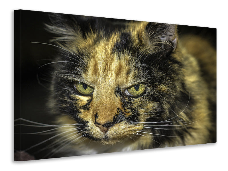 Canvas print Attention cat