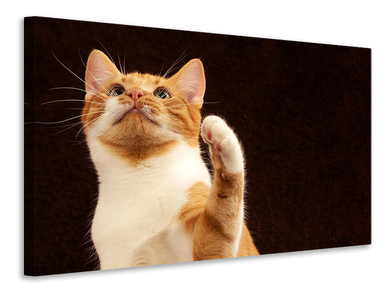 Canvas print Attention clever cat