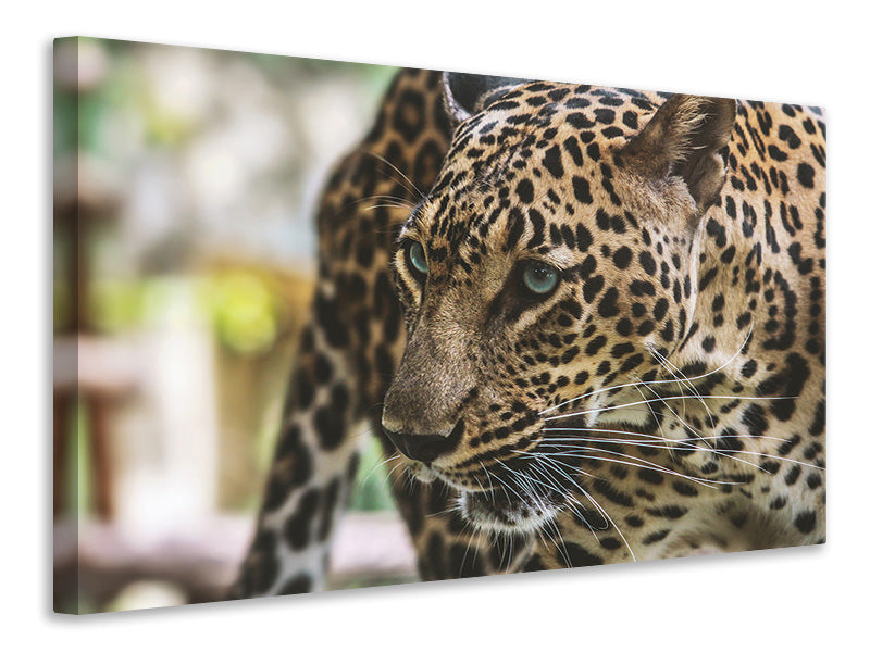 Canvas print Attention cat!