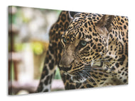 Canvas print Attention cat!