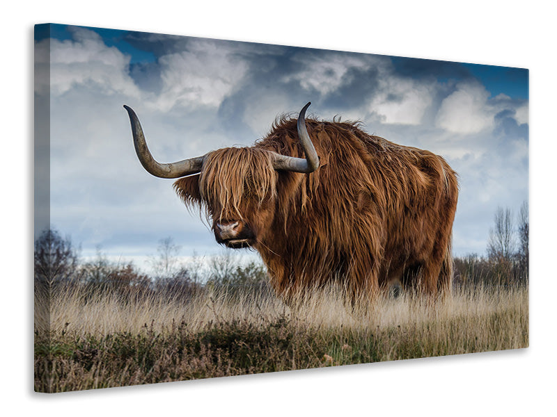 Canvas print Attention bull!