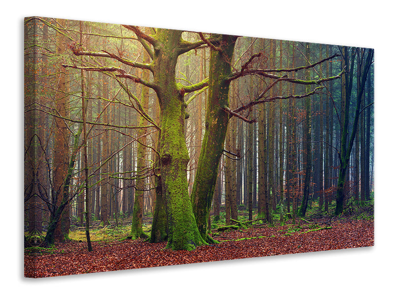 Canvas print Alone in the woods