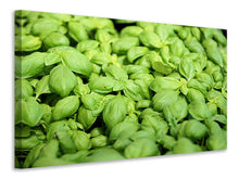 Load image into Gallery viewer, Canvas print All basil
