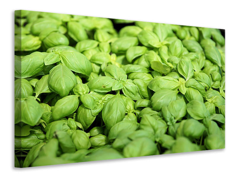 Canvas print All basil