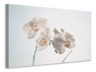Canvas print Graceful orchids