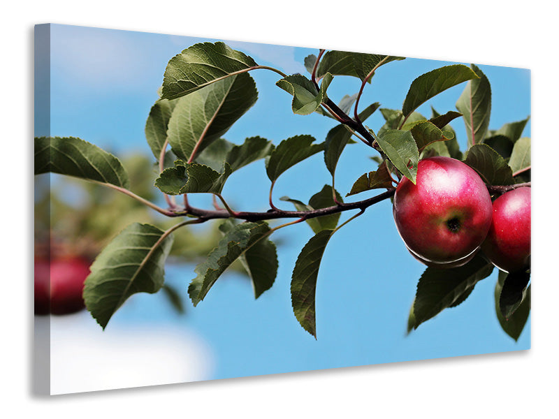 Canvas print Apple on the tree