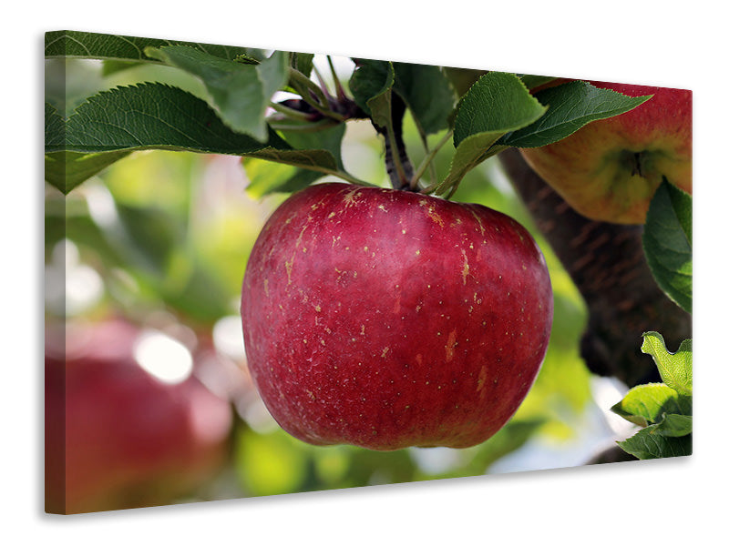 Canvas print Apple in XXL