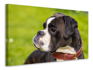 Canvas print Attentive boxer