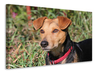 Canvas print Attentive dog
