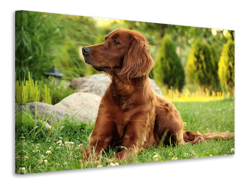 Canvas print Attentive Irish Setter
