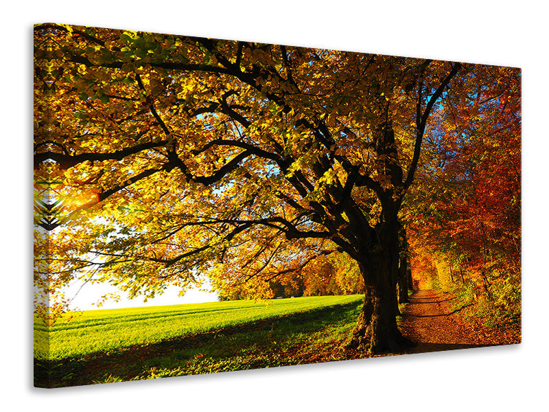 Canvas print Trees in the autumn