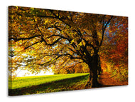Canvas print Trees in the autumn