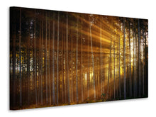 Load image into Gallery viewer, Canvas print Trees in sunbeams
