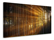 Canvas print Trees in sunbeams