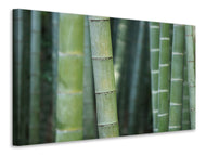 Canvas print Bamboo in XXL