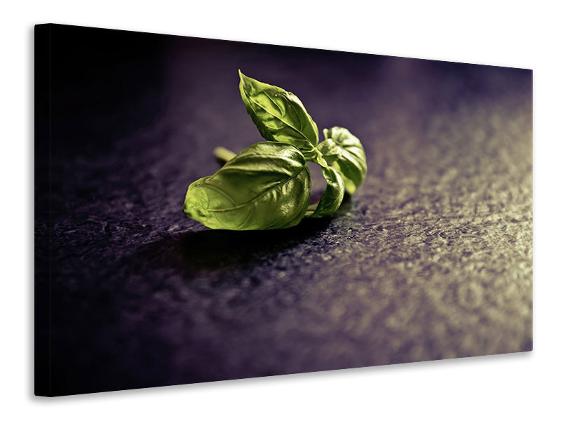 Canvas print Basil leaves