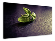 Canvas print Basil leaves