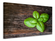 Canvas print Basil leaf in XXL