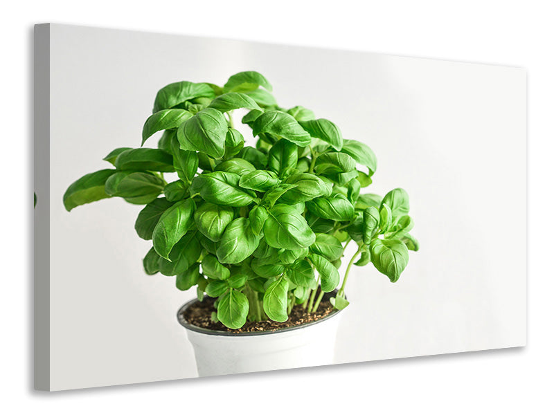 Canvas print Basil in the pot