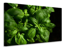 Load image into Gallery viewer, Canvas print Basil in XL
