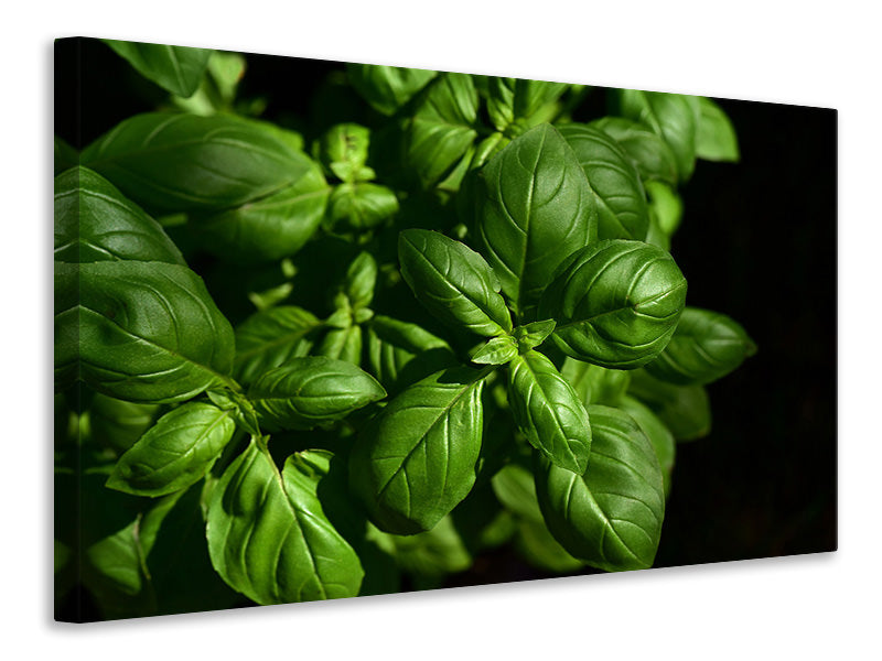 Canvas print Basil in XL
